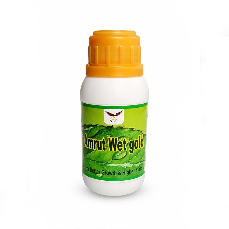 Amrut Wet Gold